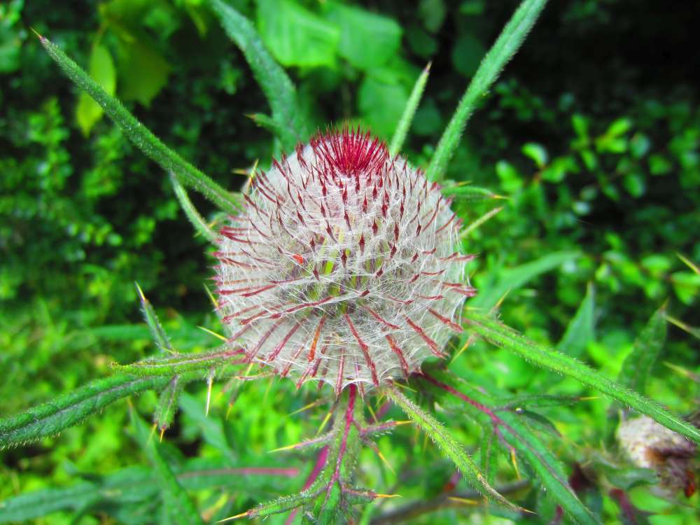 Wolldistel