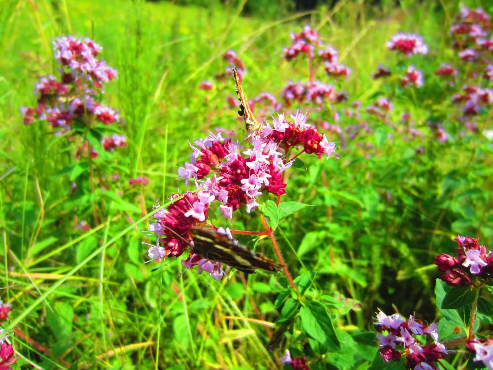 Oregano