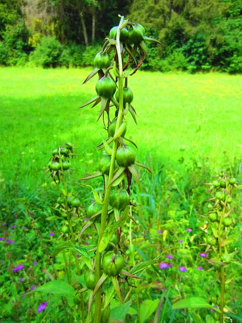 Glockenblume
