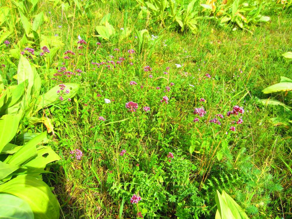 Oregano