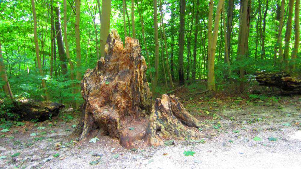 Wald