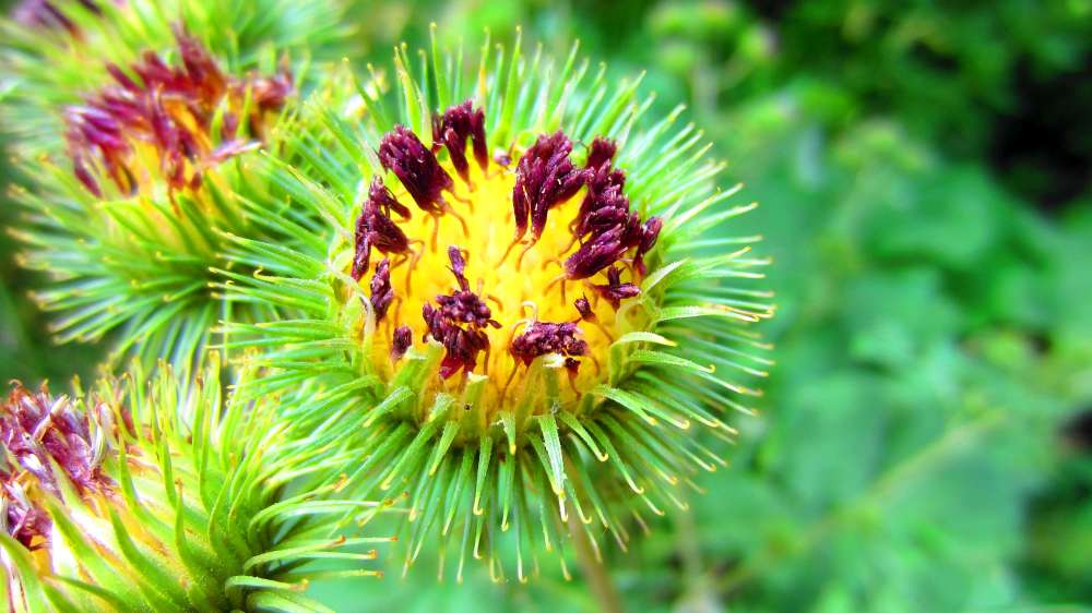 Klettdistel