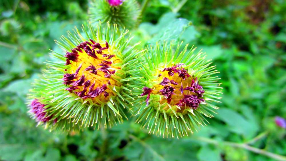 Klettdistel