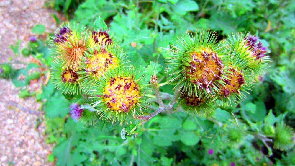 Distel