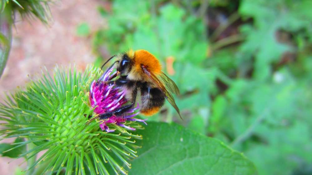 Hummel