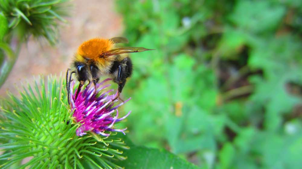 Hummel