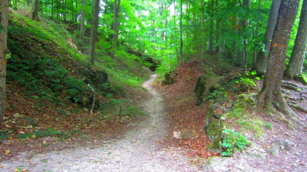 Wald