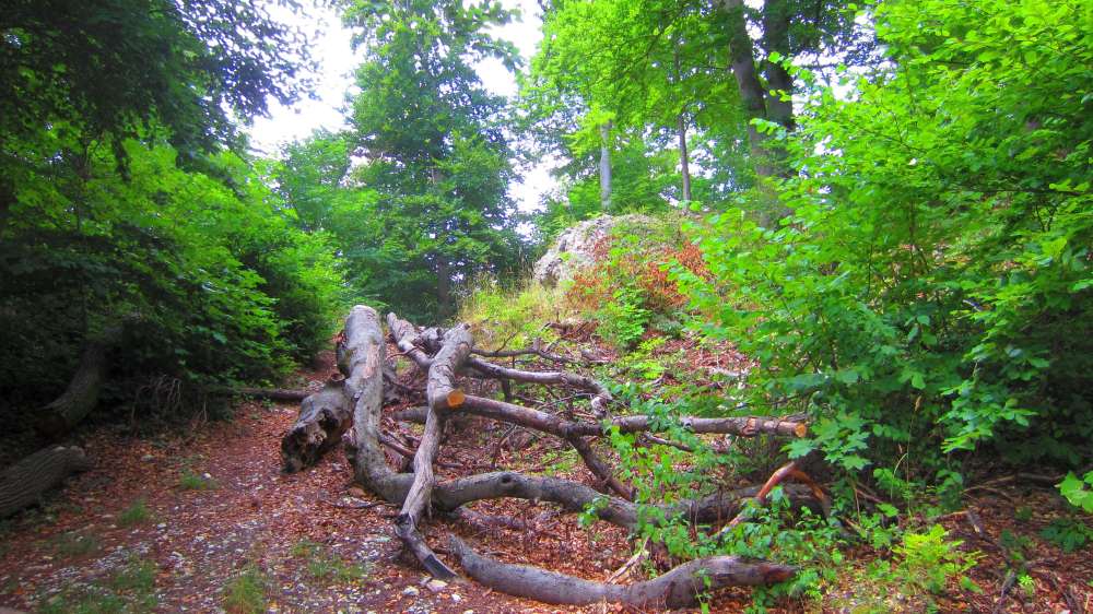 Wald