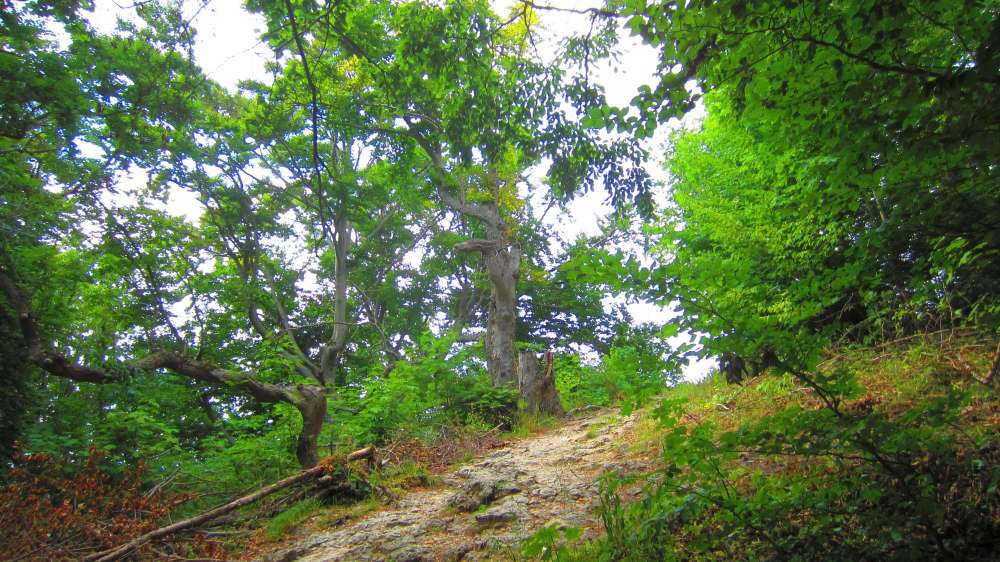 Wald