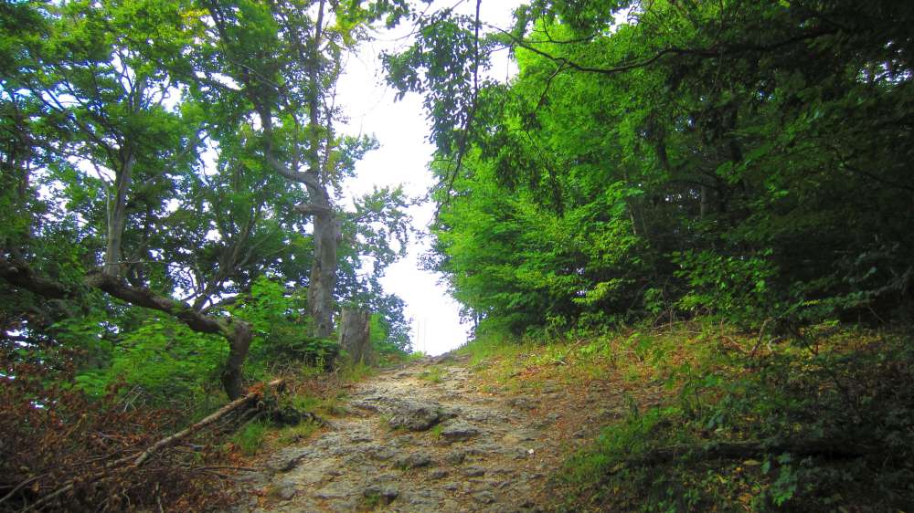 Wald