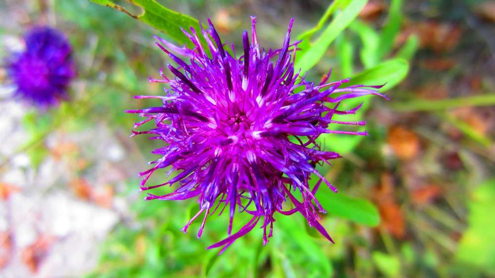 Flockenblume