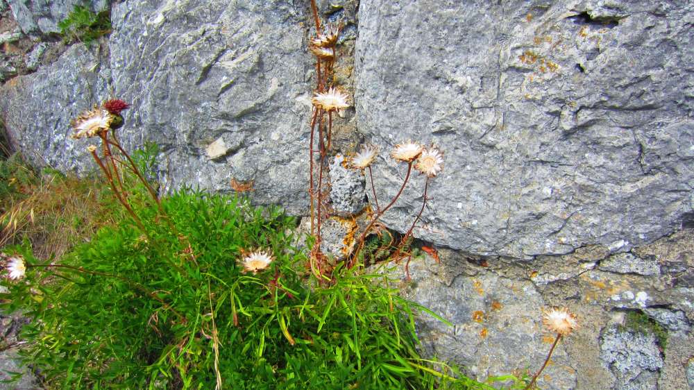 Wald