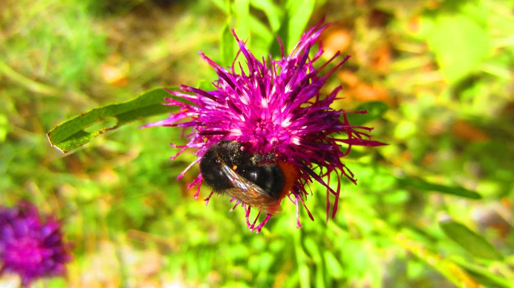 Flockenblume