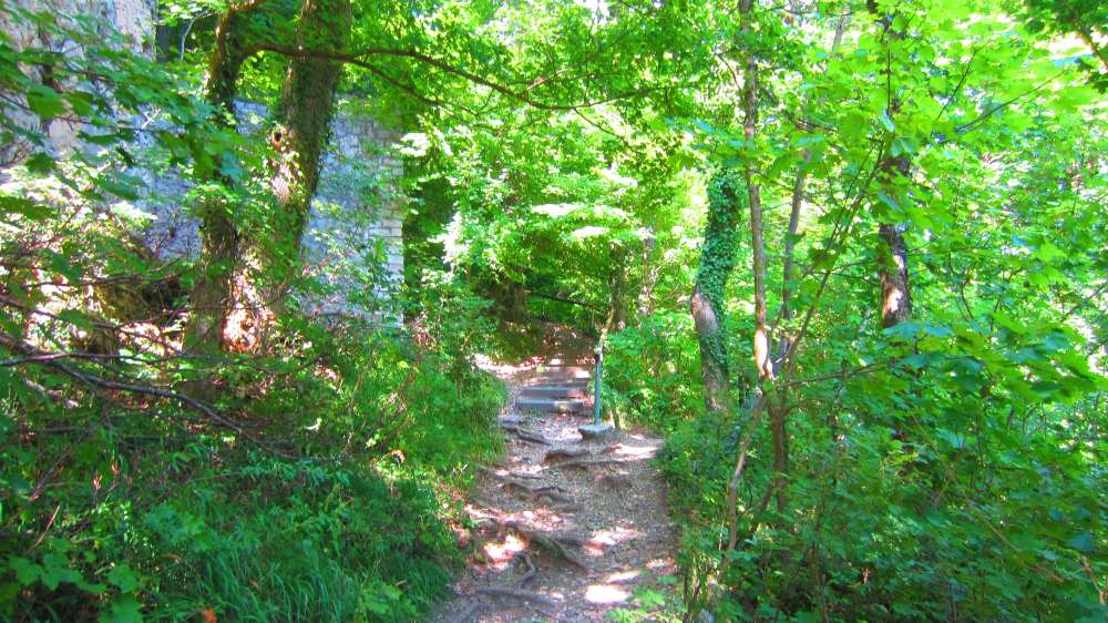 Wald