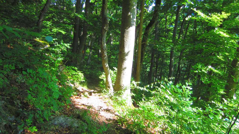 Wald