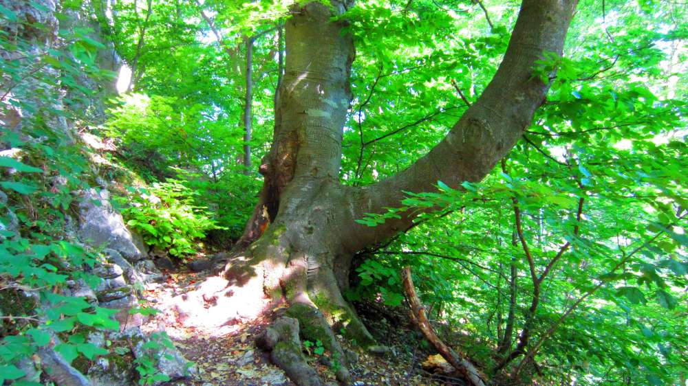 Wald