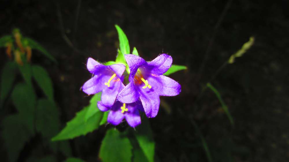 Glockenblume