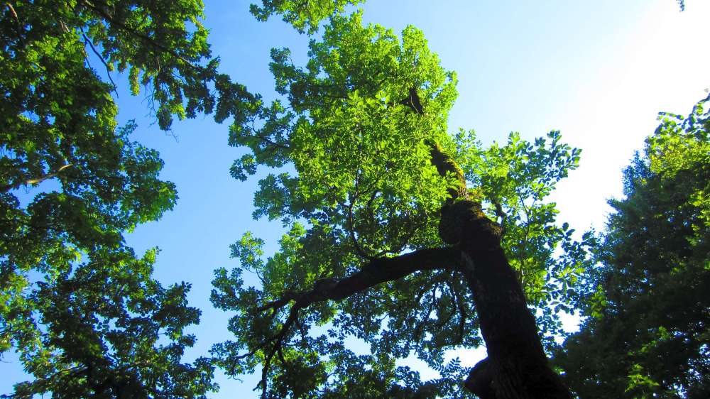 Wald