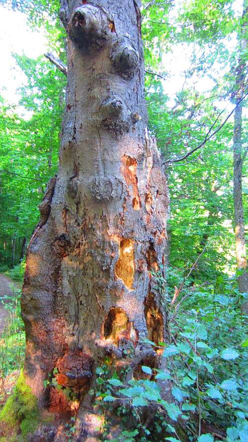 Wald