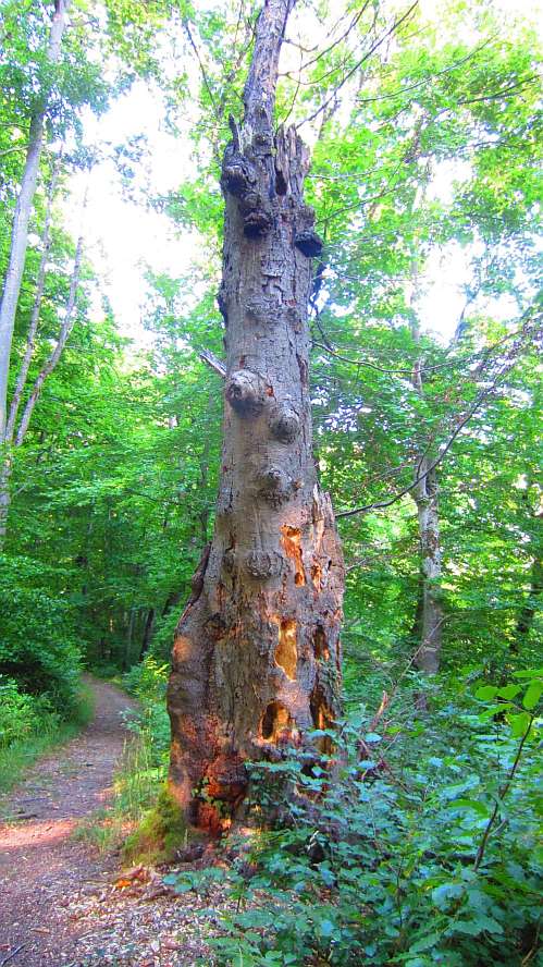 Wald