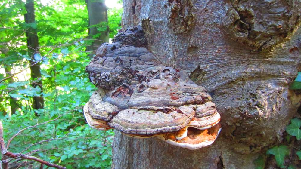 Wald