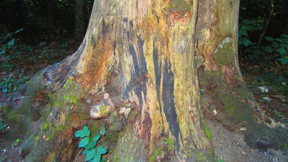 Wald