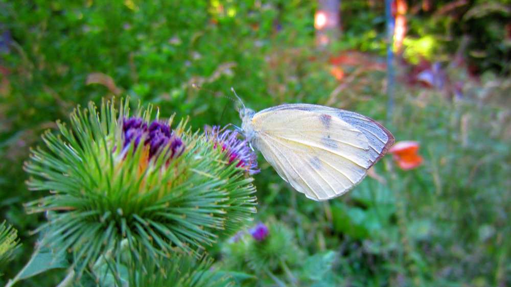 Schmetterling