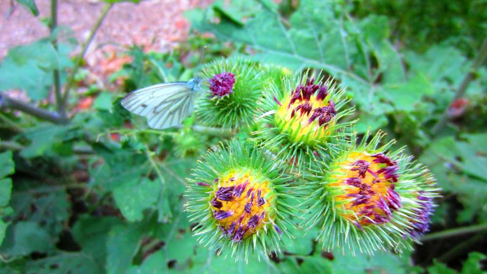 Distel