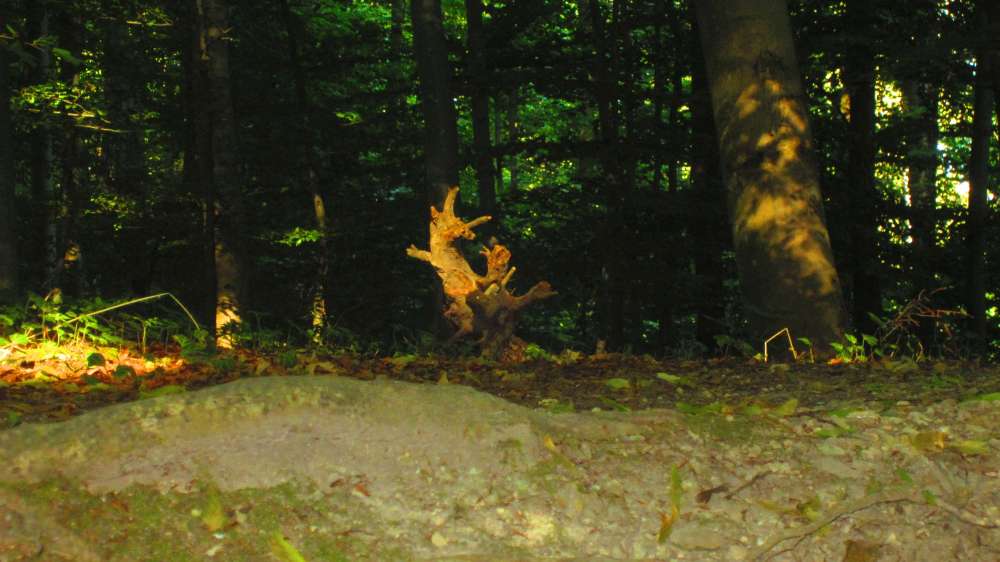 Wald