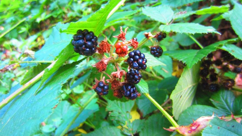 Brombeere