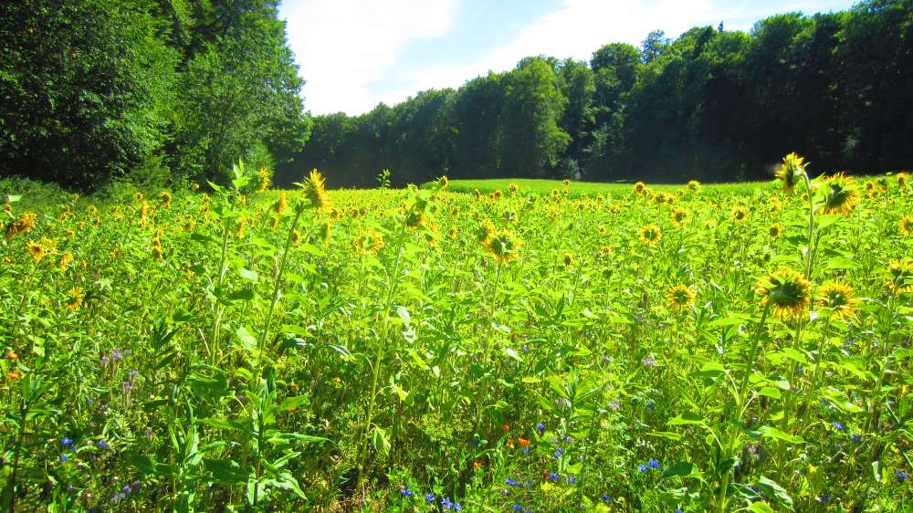 Sonnenblumen