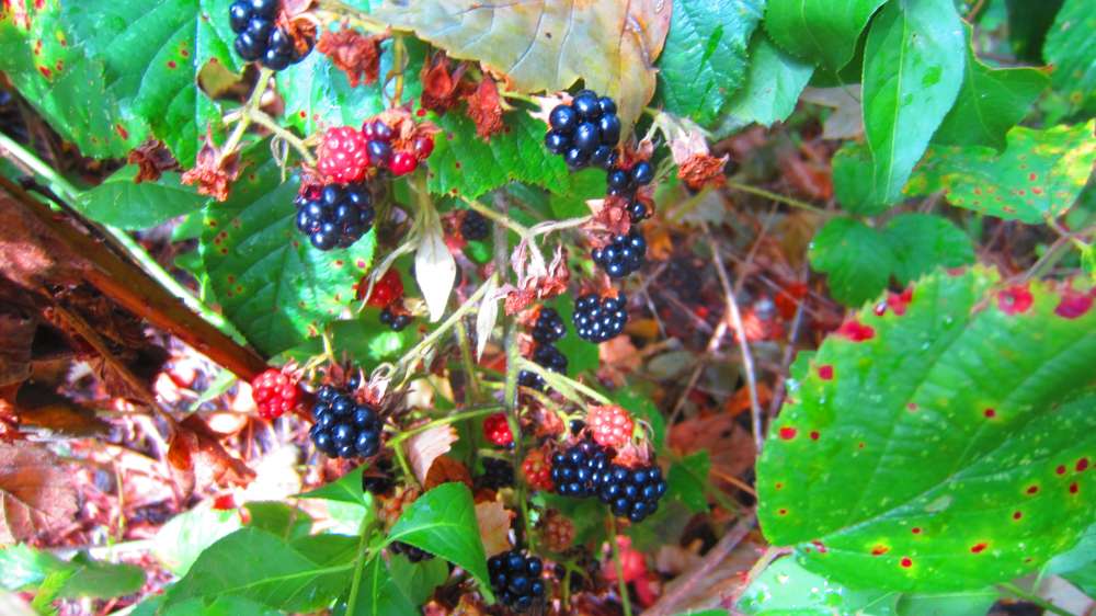 Brombeeren