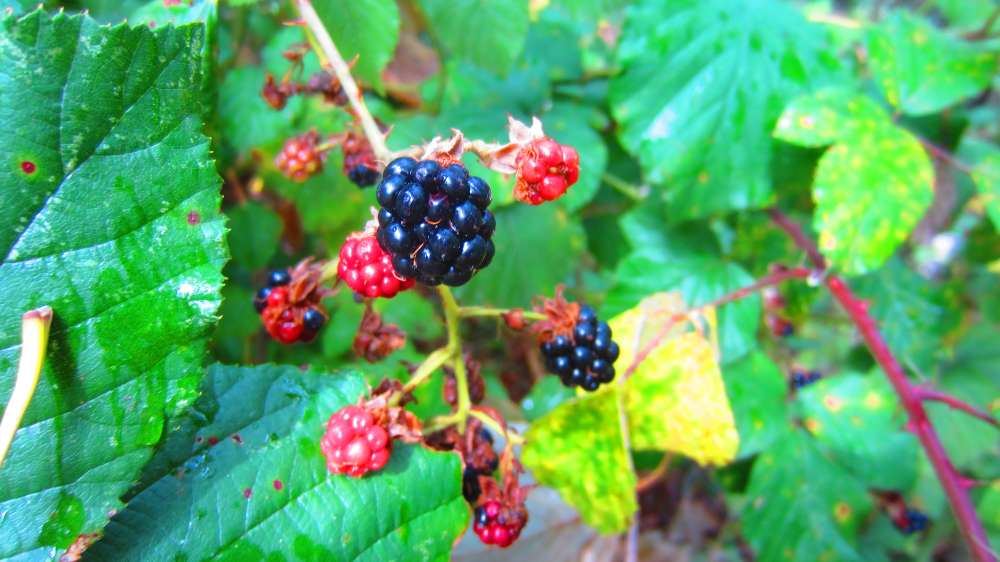 Brombeeren