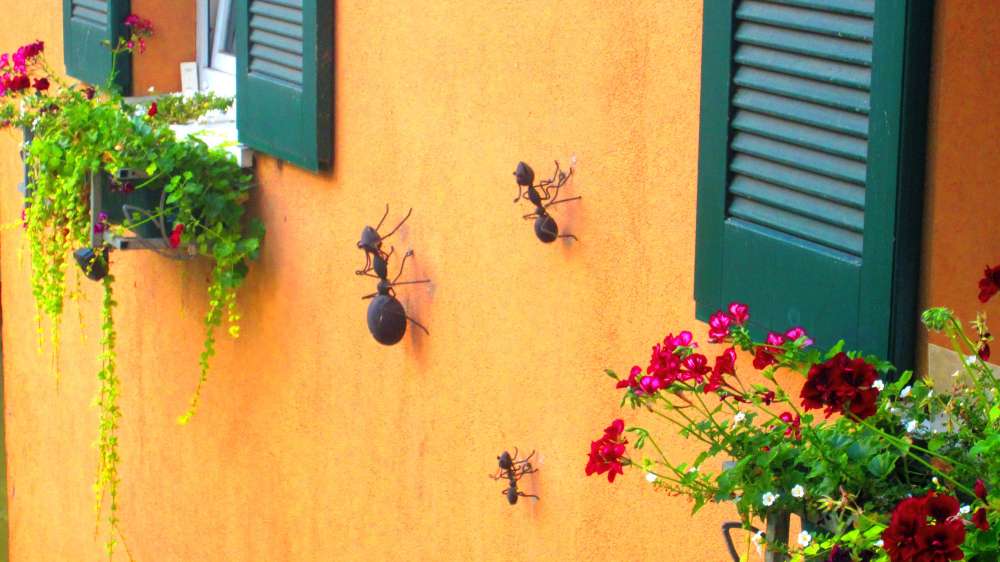 Ameisen