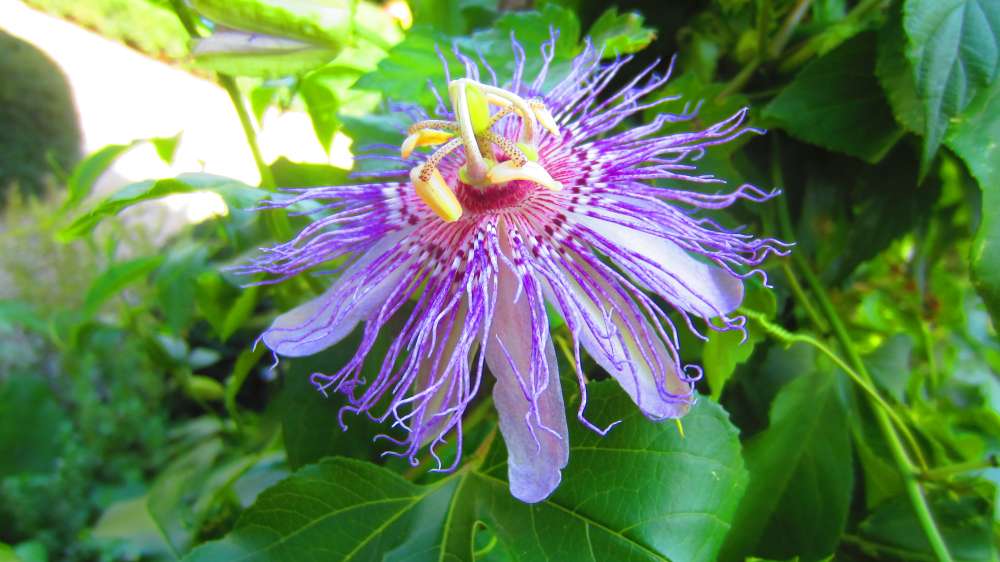 Passionsblume
