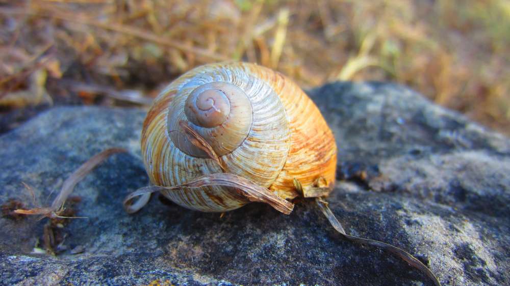 Weinbergschnecke
