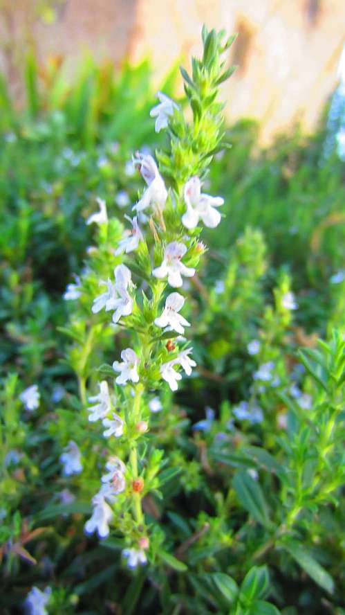 Thymian