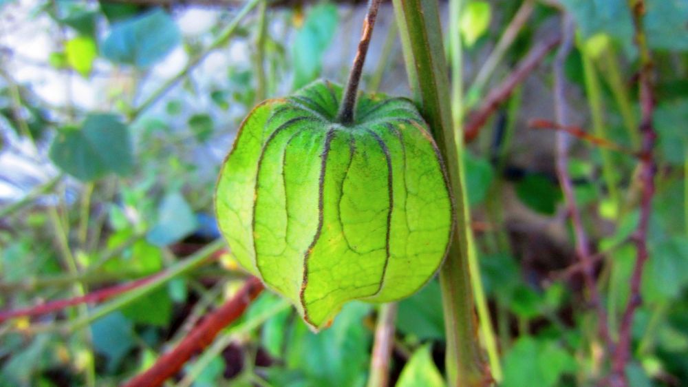 Physalis