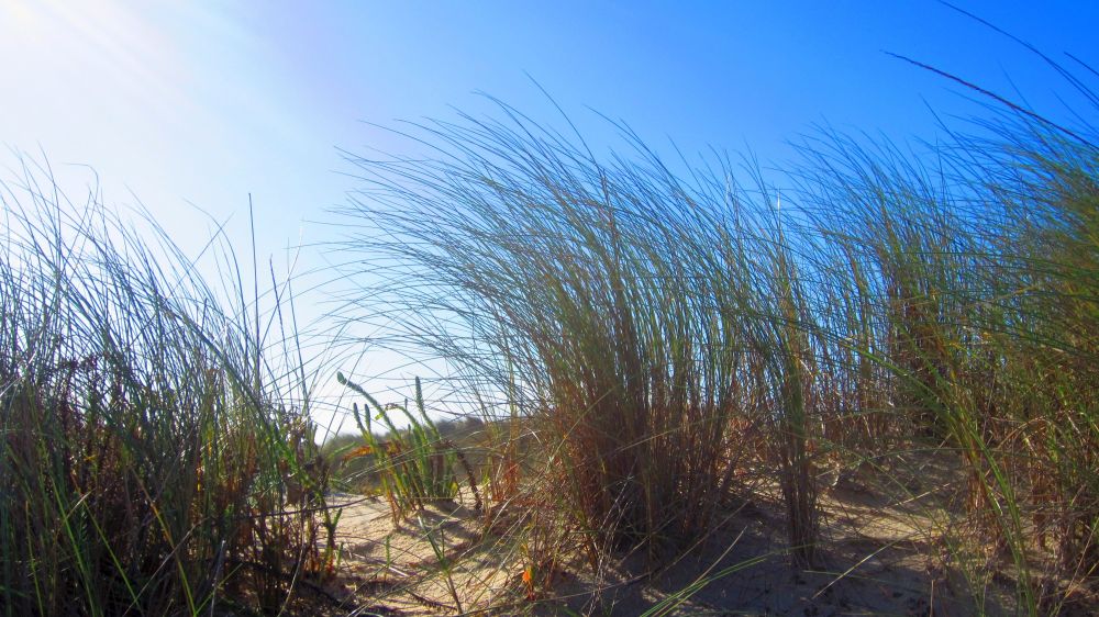 Strandgras