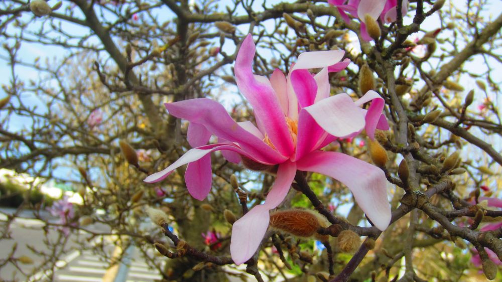 Magnolien