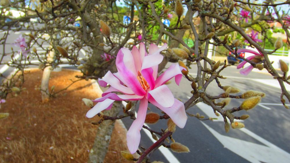 Magnolie