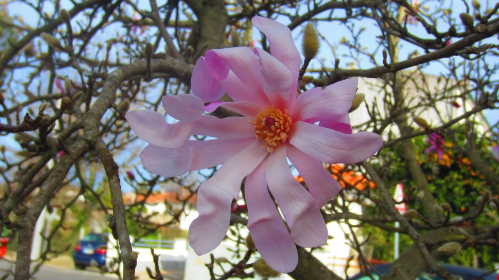 Magnolie