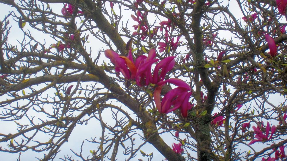 Magnolien