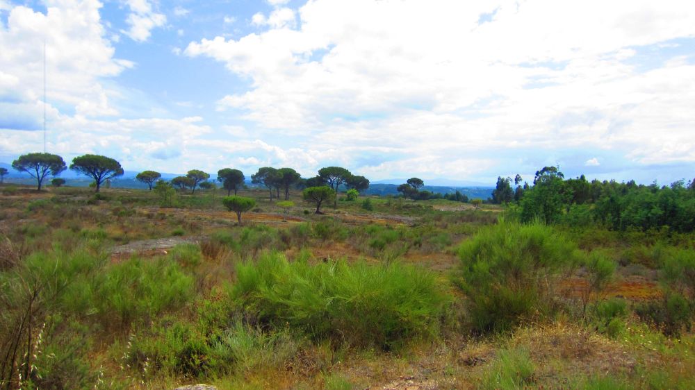 Complexo rupestro de Ameal