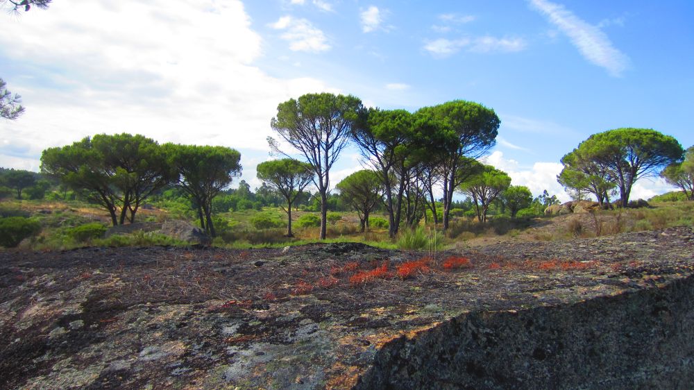 Dolmen de Troviscos 2