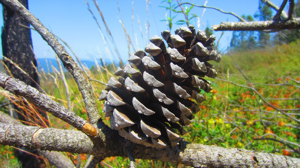 Pinienzapfen