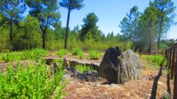 Anta_do_Cao_do_Ribeiro