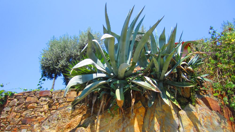 Agave