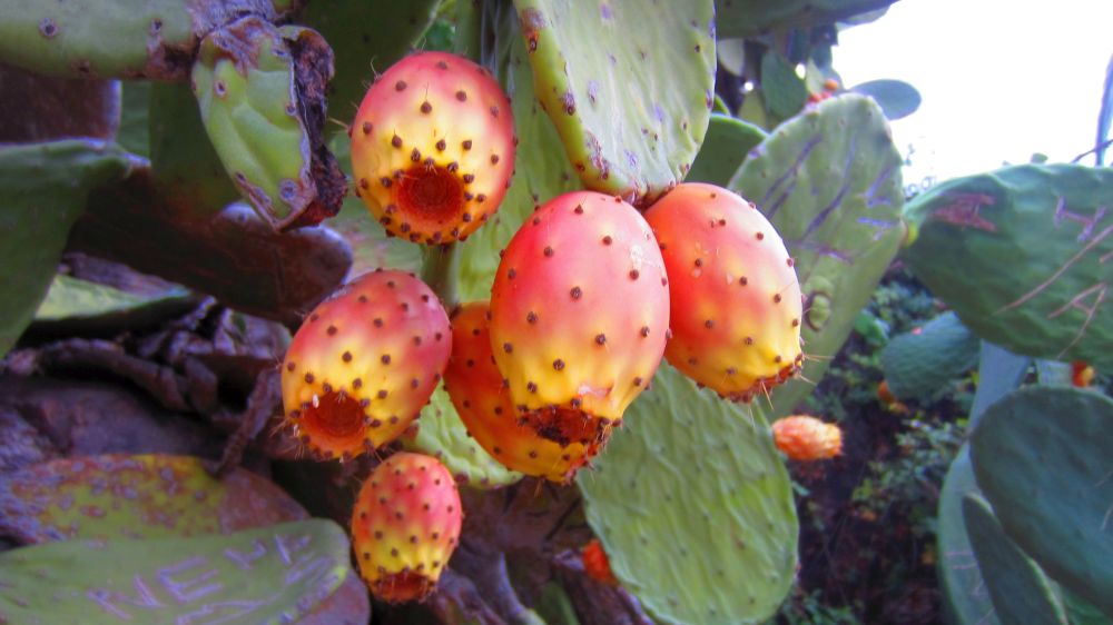 Kaktusfrchte