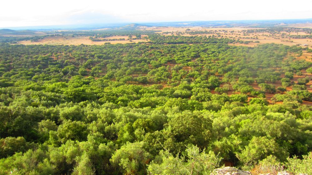 Castelo de Alter Pedroso
